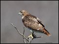 _3SB1119 immature red-tailed hawk